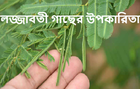 লজ্জাবতী গাছের উপকারিতা