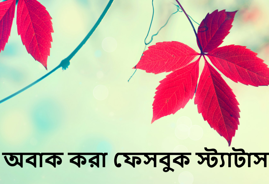 অবাক করা ফেসবুক স্ট্যাটাস