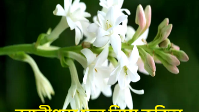 রজনীগন্ধা ফুল নিয়ে কবিতা